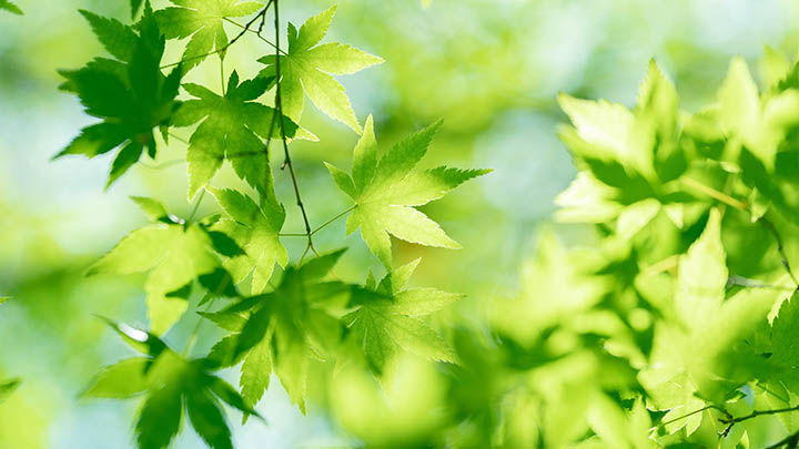 房价预测方法与走势分析：掌握这些技巧让购房不迷茫